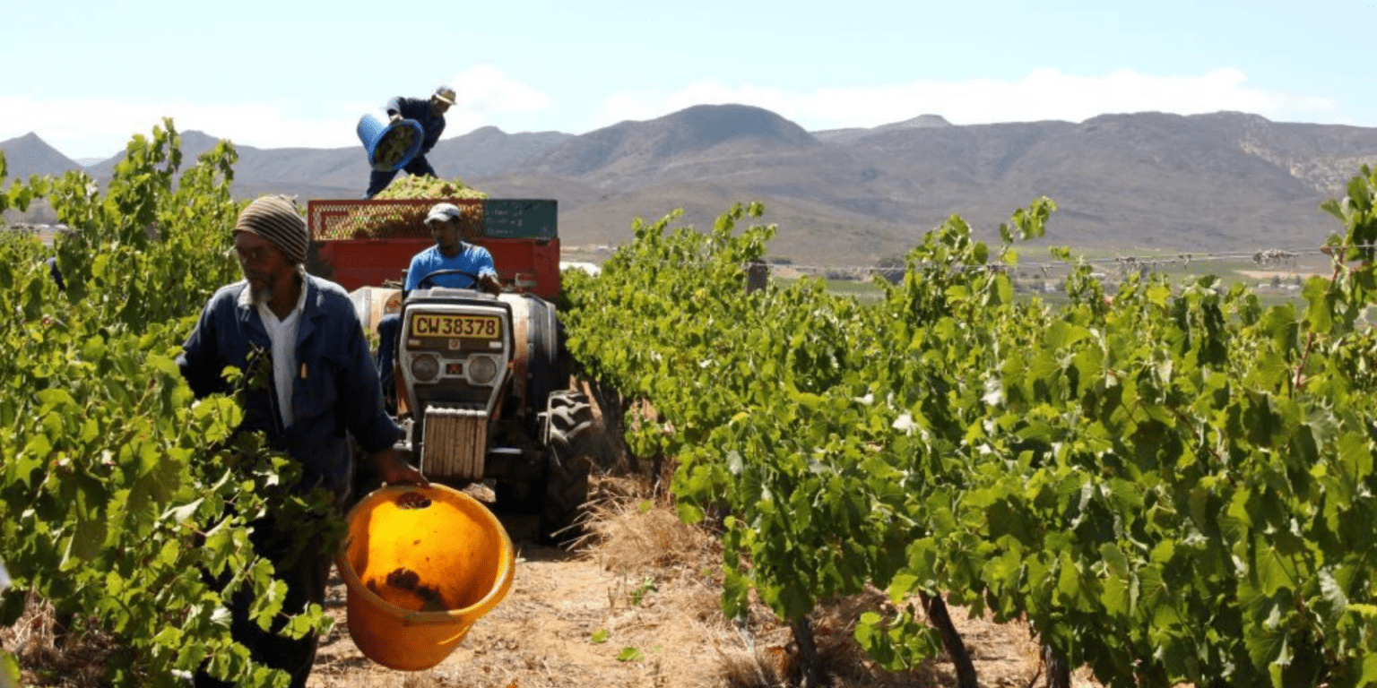 Fairtrade Africa: Local Wineries with a Cause