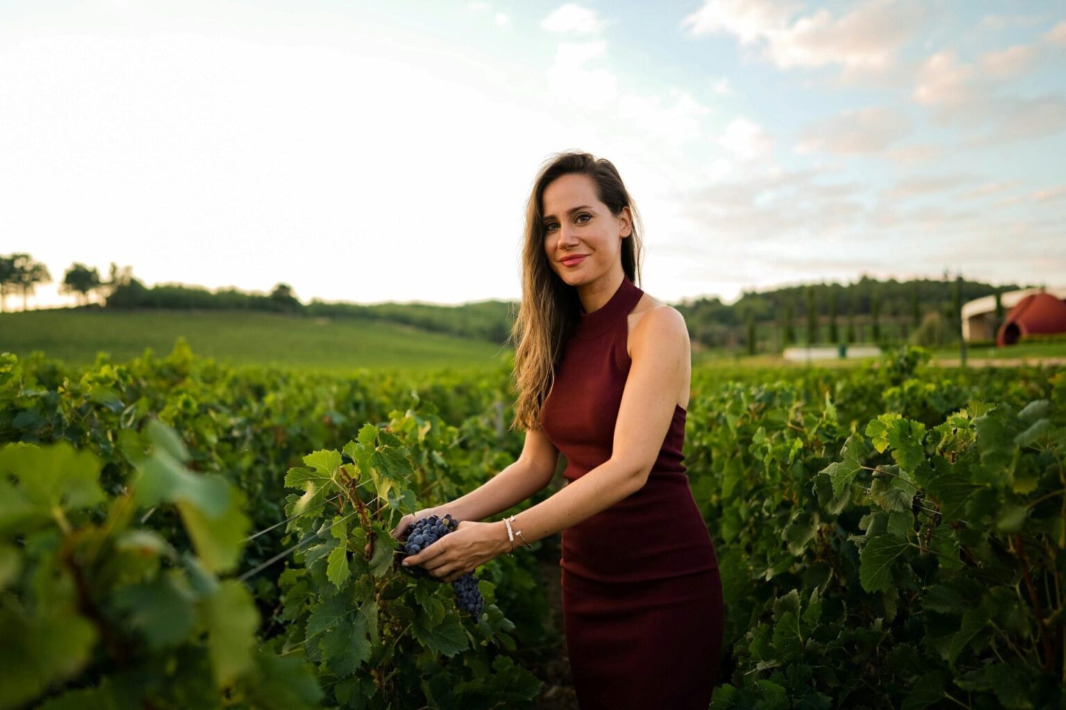 Woman harvesting grapes in a vineyard