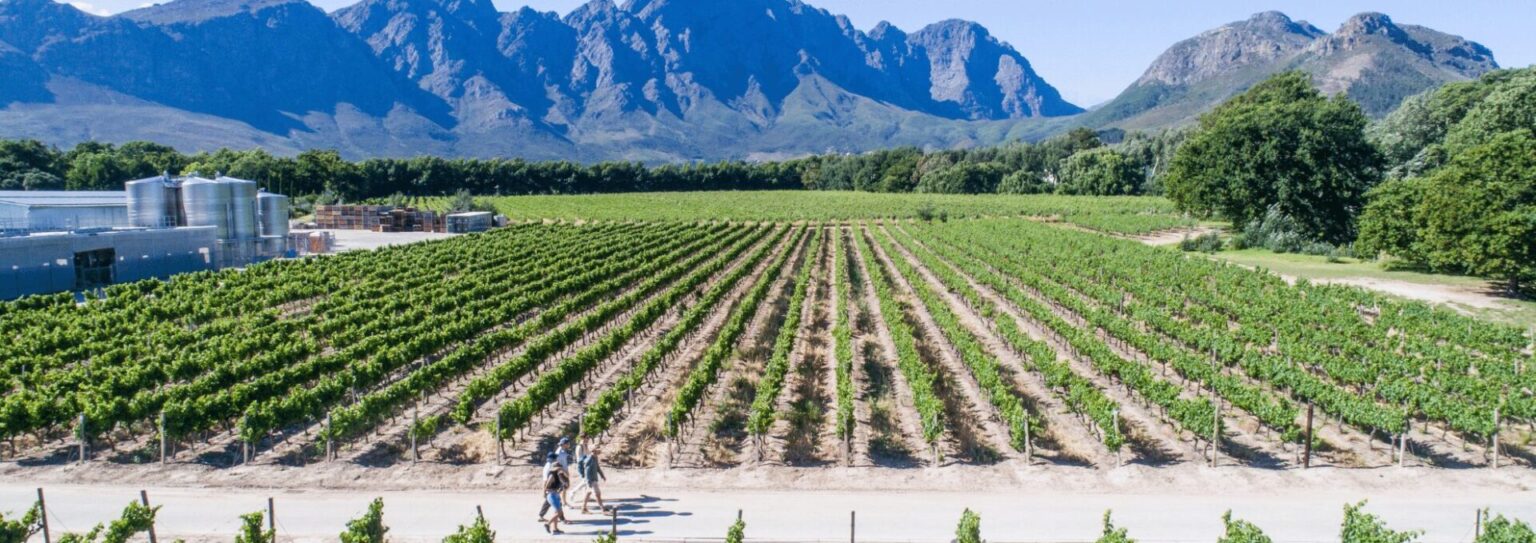 franschhoek wine wander
